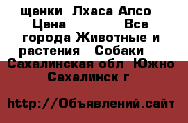 щенки  Лхаса Апсо › Цена ­ 20 000 - Все города Животные и растения » Собаки   . Сахалинская обл.,Южно-Сахалинск г.